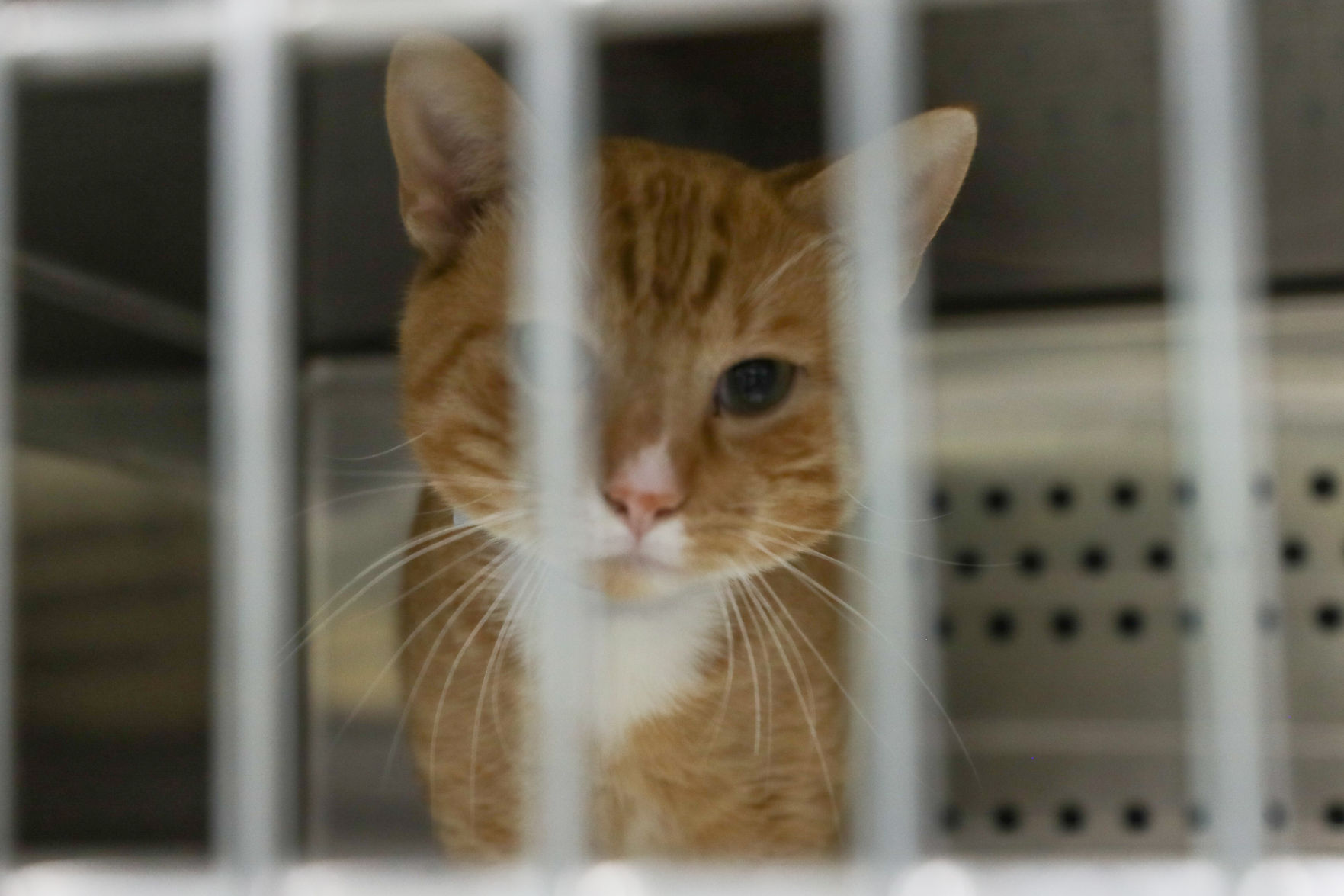 Lee County Humane Society pets for adoption